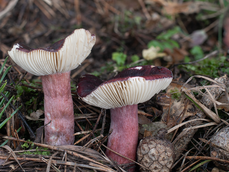 Russula torulosa